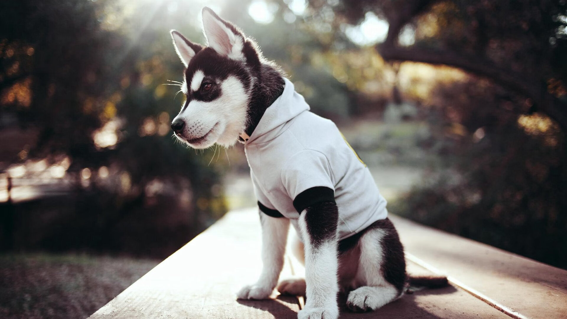 拉齐奥门将的双重战争，美加墨世界杯上的乌克兰守护者