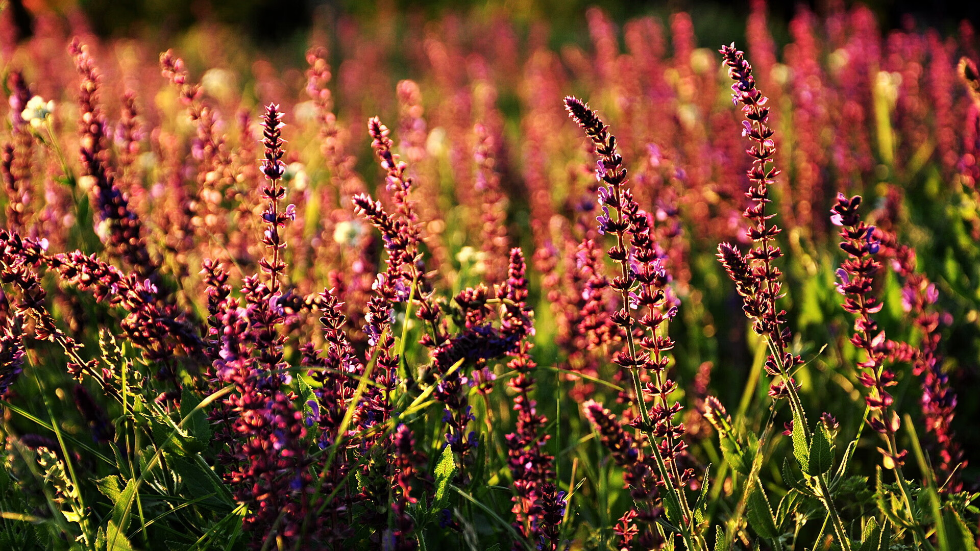 F1年度争冠焦点战，英格兰加时取胜阿森纳的体育史诗