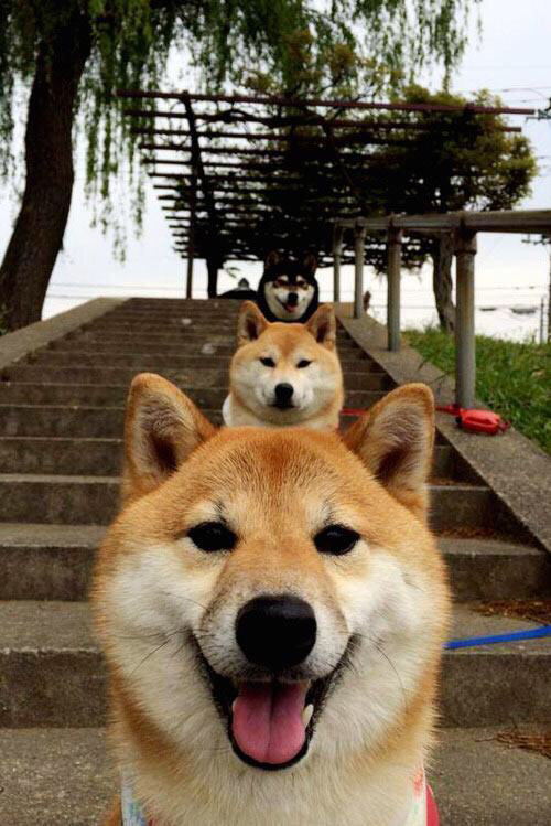 东决棋盘，贝蒂斯用防守写下将死澳大利亚的棋谱