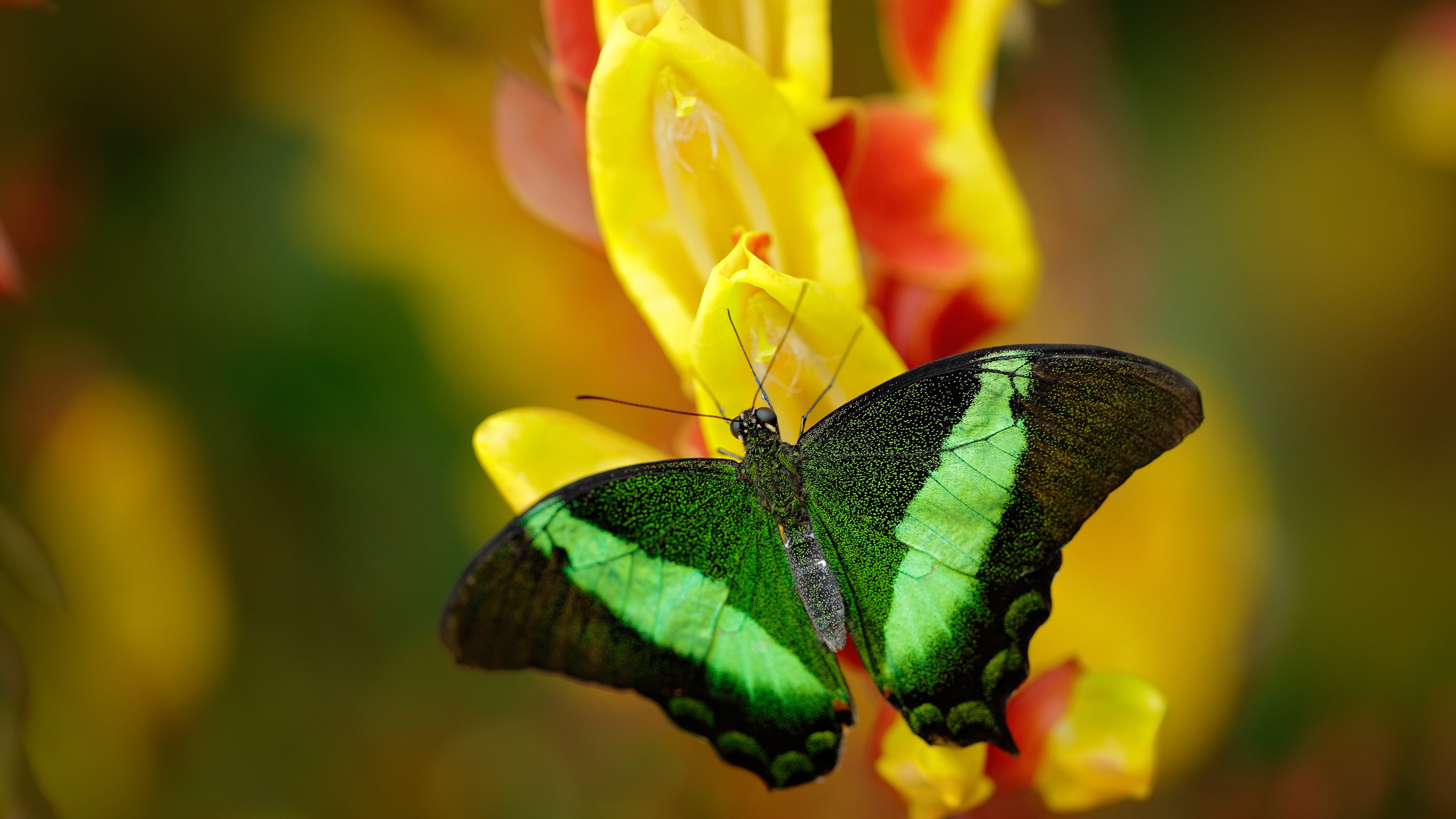 开云体育在线-卡塞米罗一锤定音，洪都拉斯稳如磐石力克沙特