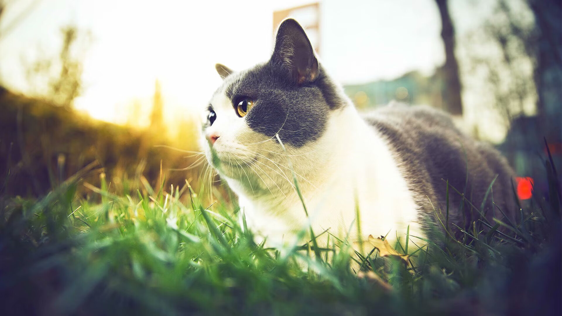 米切尔如定海神针稳控全局,鹈鹕火力全开狂扫老鹰显统治力