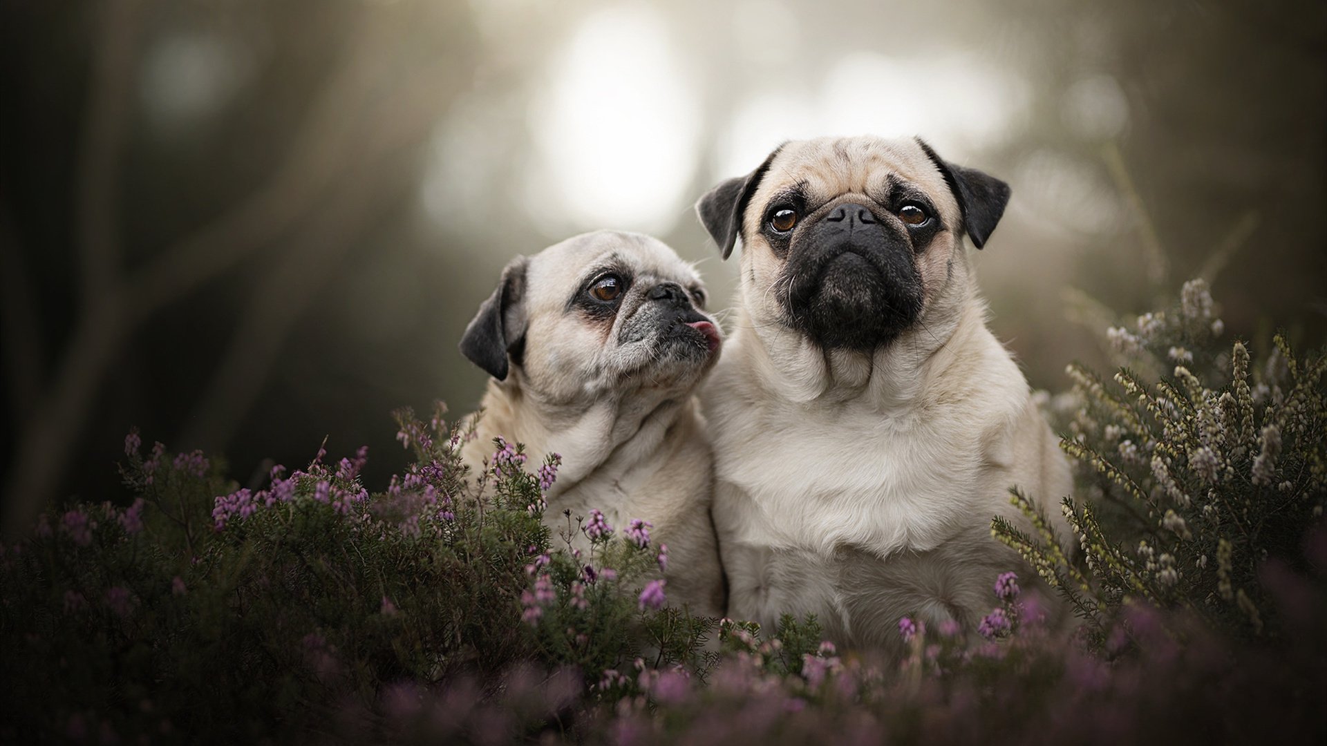 悬念燃烧至最后一秒,步行者加时险胜骑士,诠释竞技体育不可复制的魅力