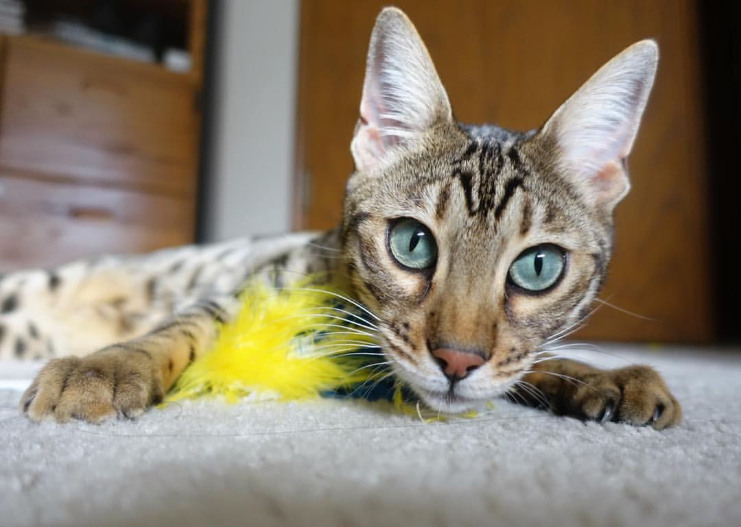 开云体育app-小艇掀翻航母，葡萄牙制造的胜负手奥利维耶