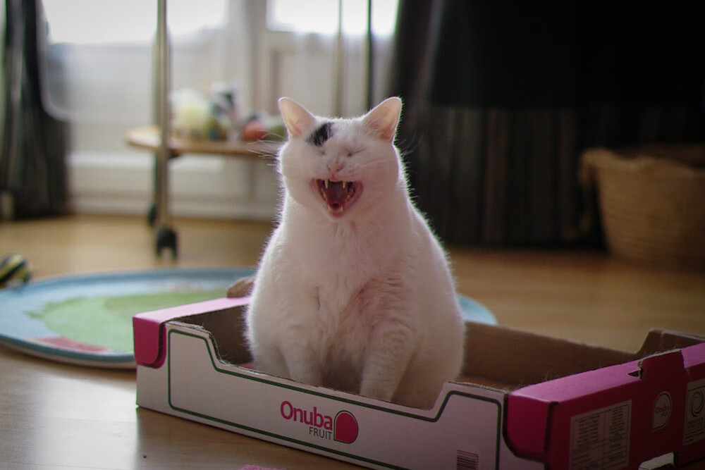 开云体育在线-字母哥狂飙独木难支，绿军加时彰显冠军韧性