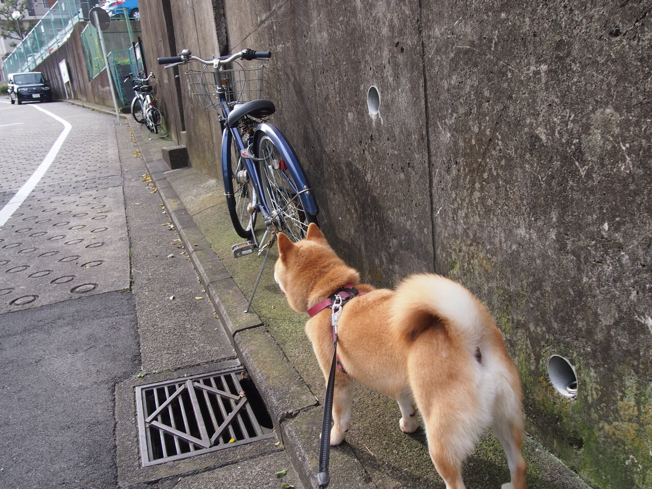 金州防线在他面前如晨雾散尽，霍勒迪一战锁定全场最佳无争议