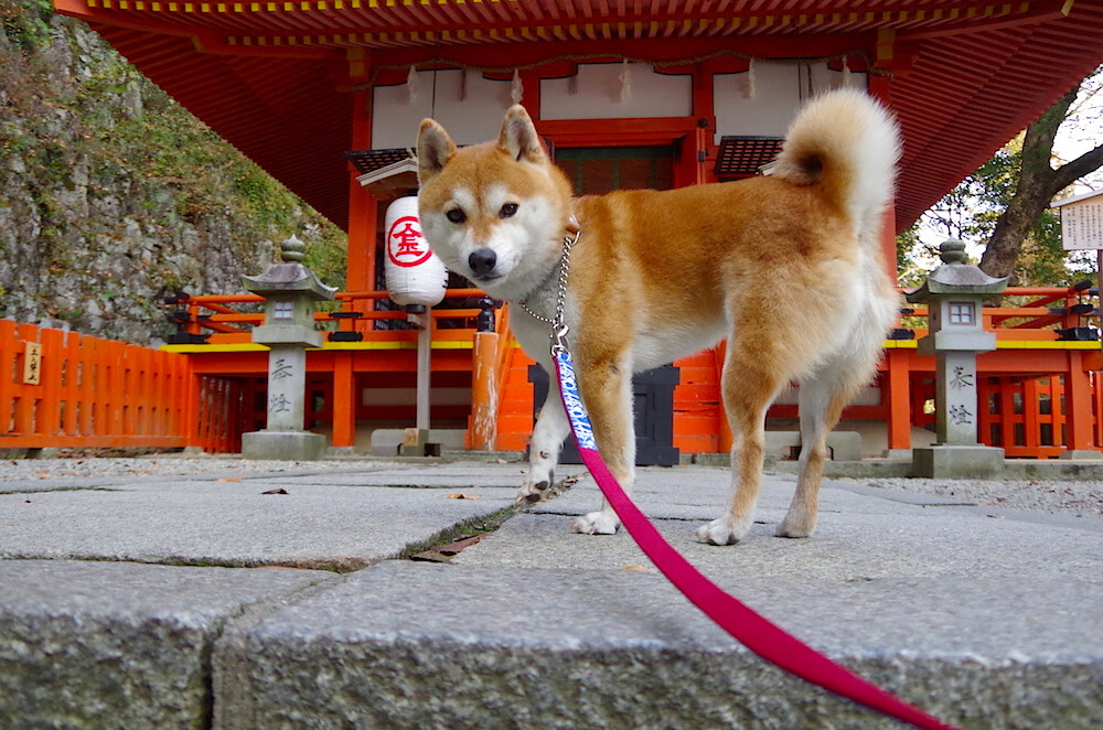 沉默城墙,当巴斯托尼成为克罗地亚鏖战挪威的决胜密码