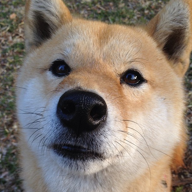 绿茵场上的地缘博弈，当迪巴拉的脚尖撬动几内亚湾的棋盘