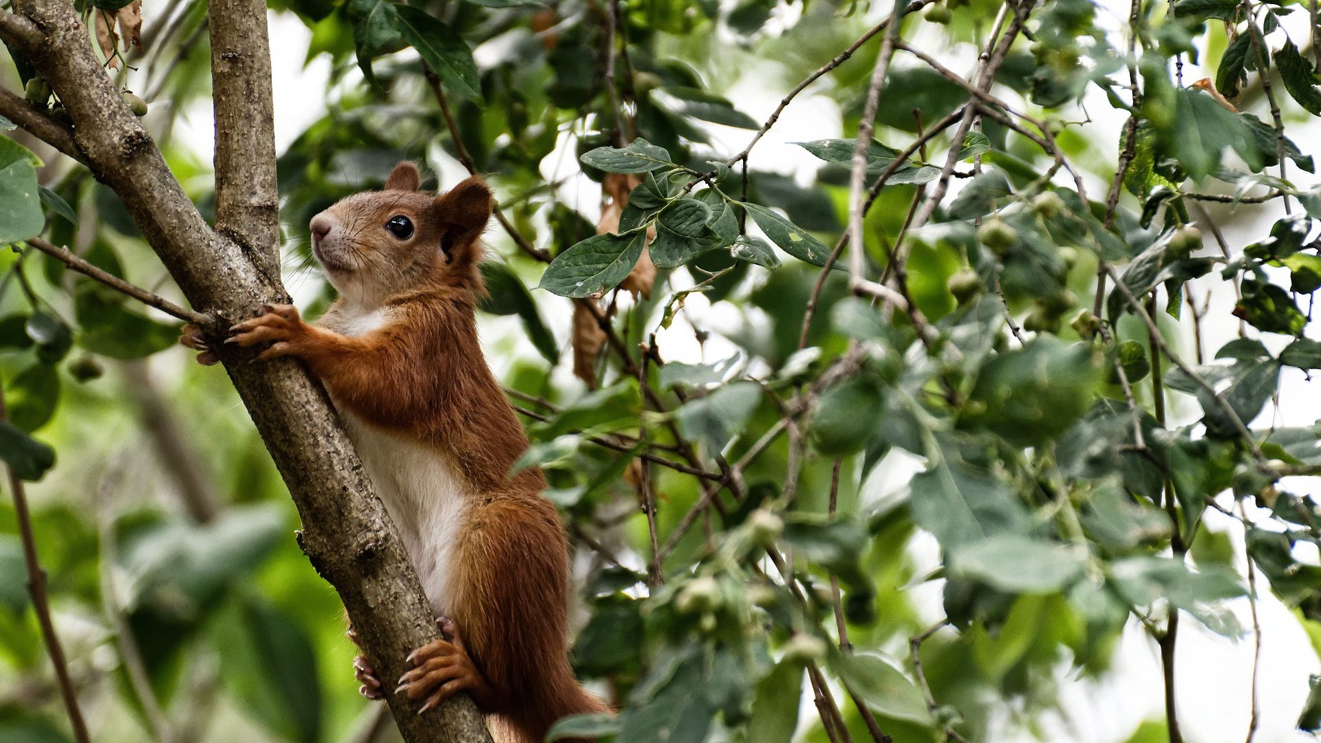 巴萨驶入永恒之城,当弗拉霍维奇在七丘之巅接管这场F1街道赛