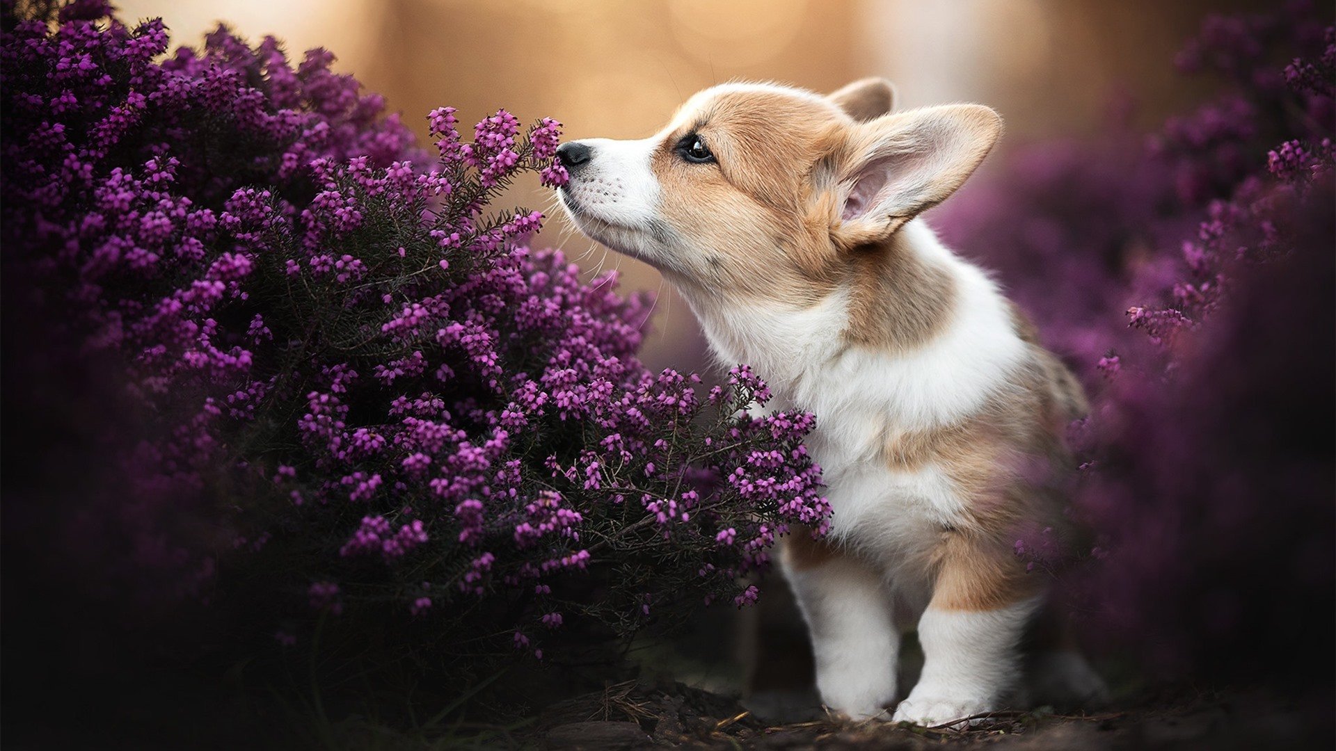 三分雨席卷俄城,勇士史诗逆转冲垮雷霆西决生死战