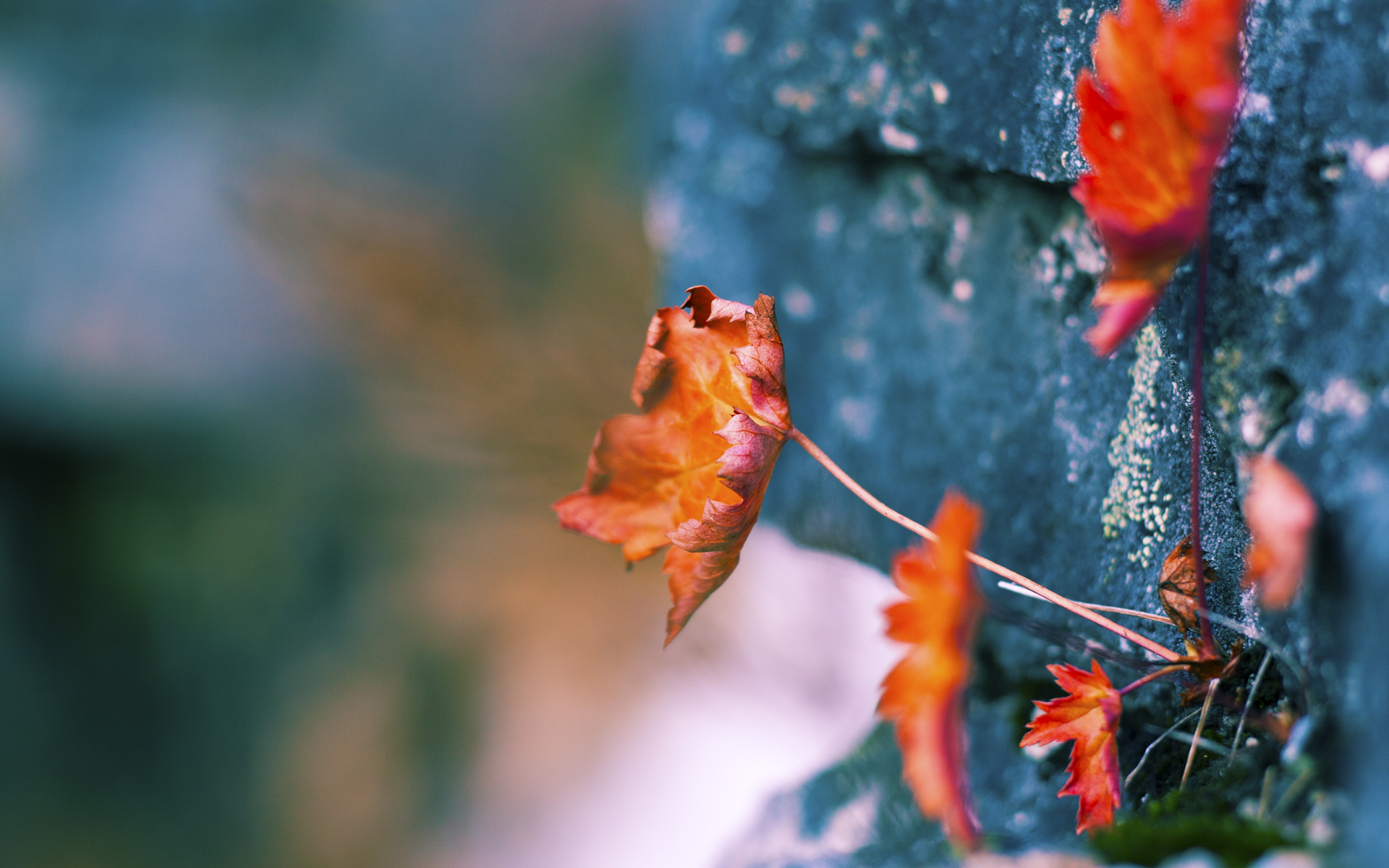 开云sport-团队篮球的胜利，凯尔特人攻防一体完胜猛龙，展现争冠底蕴