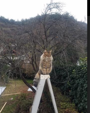 王座保卫战，国王速胜掘金，杜兰特末节关键先生铸就传奇