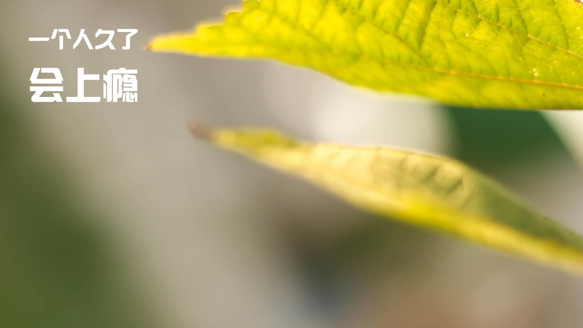 星辰与海港的对决,弗拉霍维奇如何将智利的悬崖变为跳板