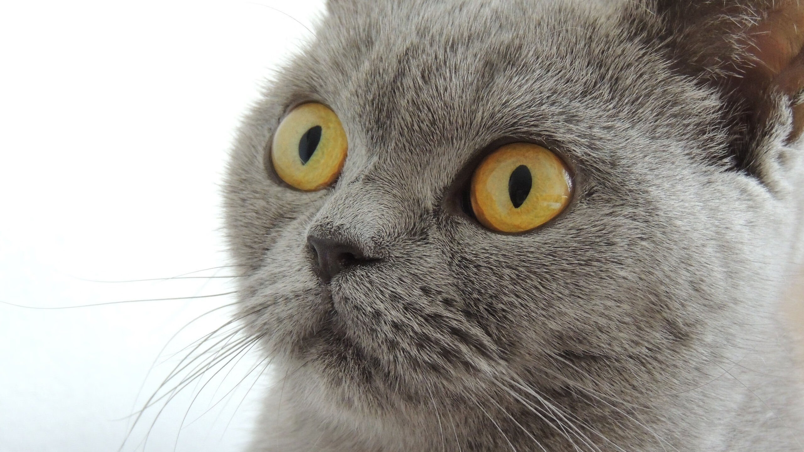 冰与火的证明，哈登沉默的利刃，勇士灼热的战歌